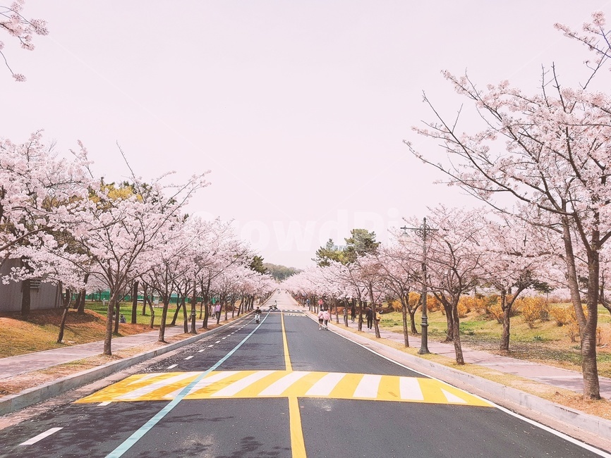 벚꽃,풍경,경치,봄,벚꽃축제