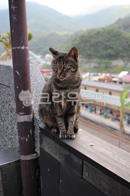 고양이,동물,cat,길고양이,animal,pet,애완동물