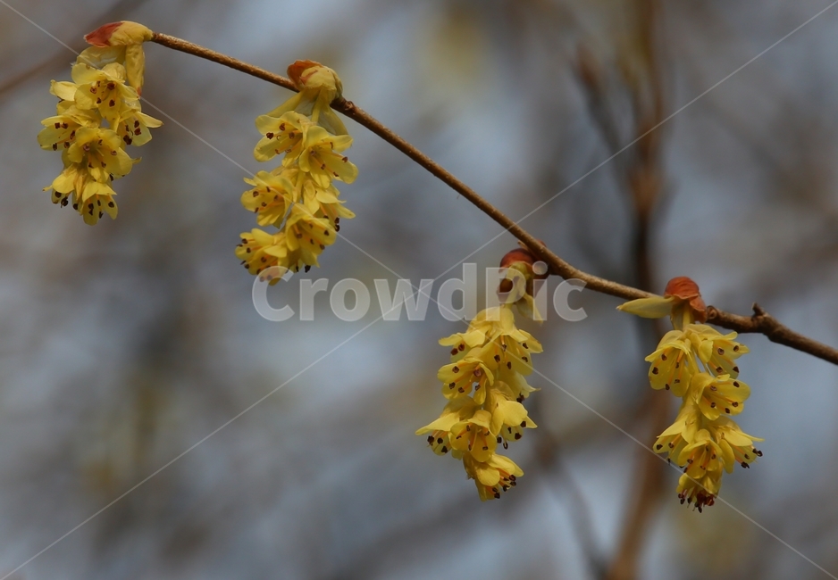 flower,꽃,식물,히어리,blossom