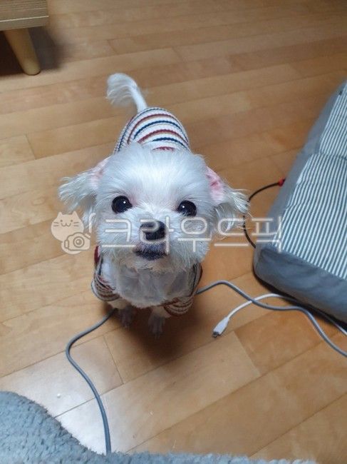 강아지,말티즈,알머리컷,강아지옷,스프라이트옷,dog,개,pet,애완동물