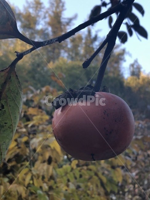 과일,가을,추석,홍시,감,식물,자연,plants,nature,과일,열매,fruit