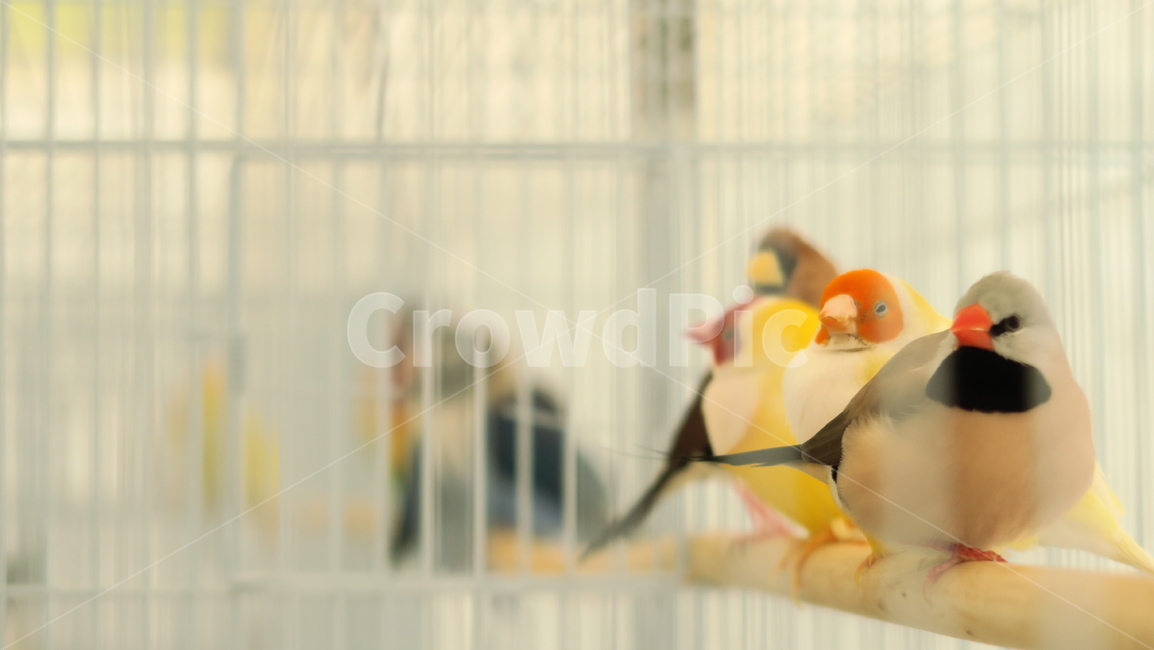 새,birds,앵무새,동물,조류,작은새,애완앵무새,애완조,동물,animal,조류,새,birds