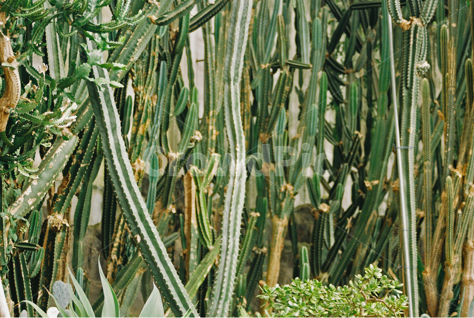 plant,식물,선인장,식물원,초록,자연,식물,자연,plants,nature