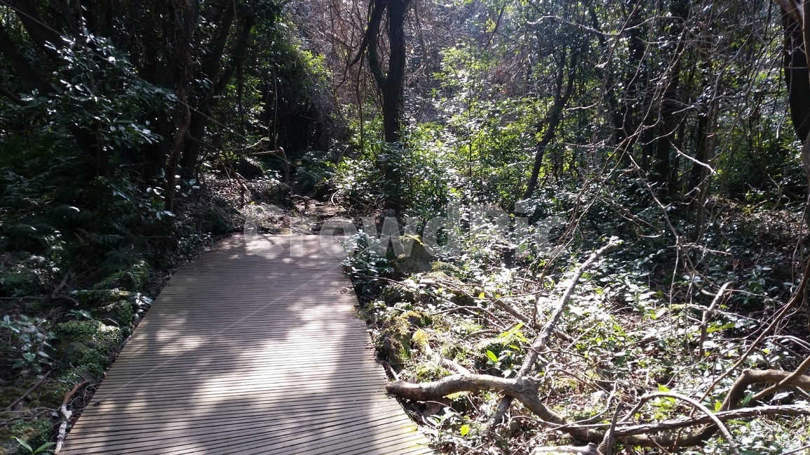 나무,숲,산책,바위,산책로,tree,식물,wood,forest,덤불숲,삼림지대,thicket,grove,woodland,walk,trail,오솔길,path