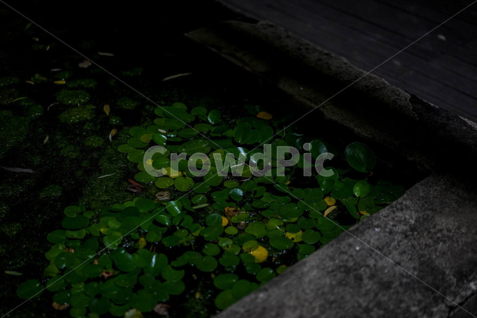 어둠,빛,나무,숲,공원,식물,자연,plants,nature