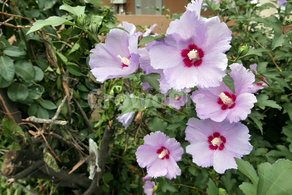 무궁화,우리나라꽃,plant,식물,꽃,flower,식물,자연,plants,nature,꽃,flower