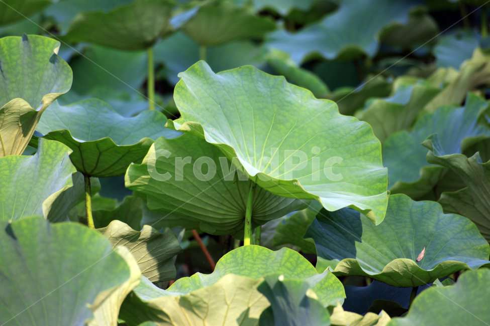 연잎,호수,연꽃,냇가,여름,자연,잎,leaf,plant,식물,식물,자연,plants,nature
