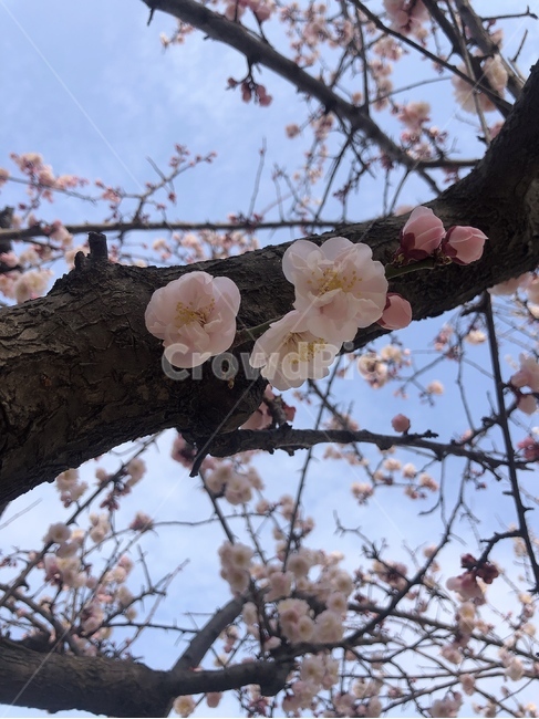 꽃,벚꽃,나무,봄,spring,봄,계절,spring,season,식물,자연,plants,nature,꽃,flower,plant,blossom