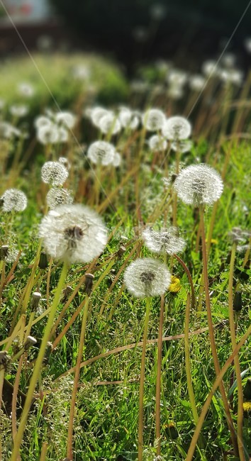 민들레,민들레홀씨,자연,식물,nature,green,white,화이트,초록,식물,자연,plants,nature,꽃,flower