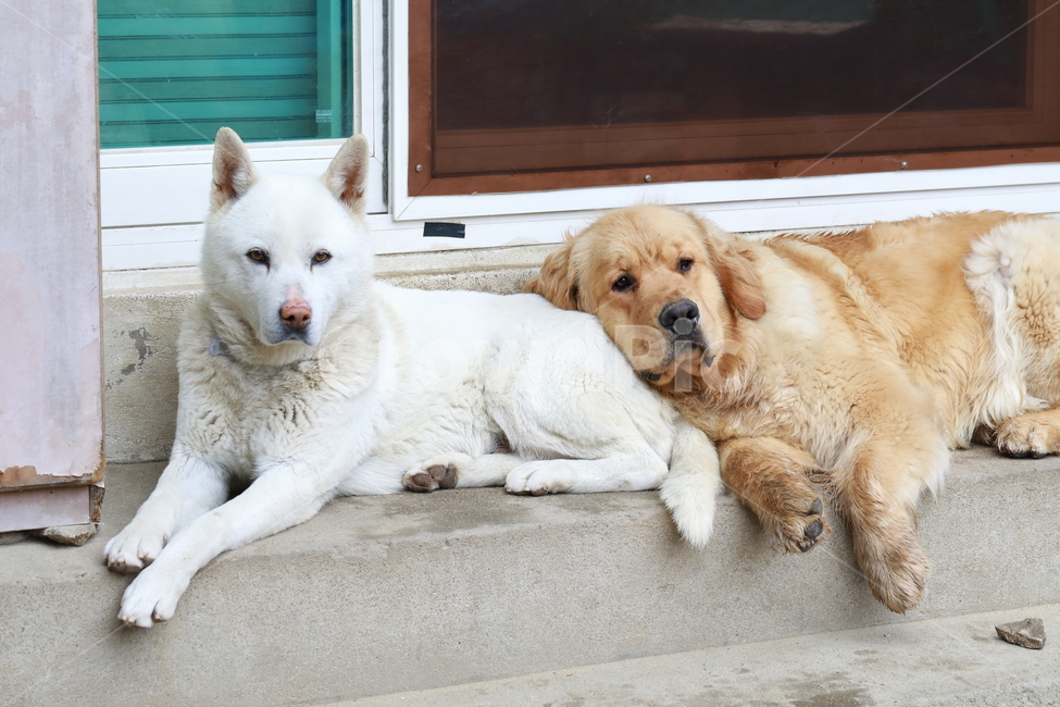 동물,믹스,골든리트리버,개,일상,animal,집,dog,동물,animal,포유류,mammal,개,강아지,dog,doggy