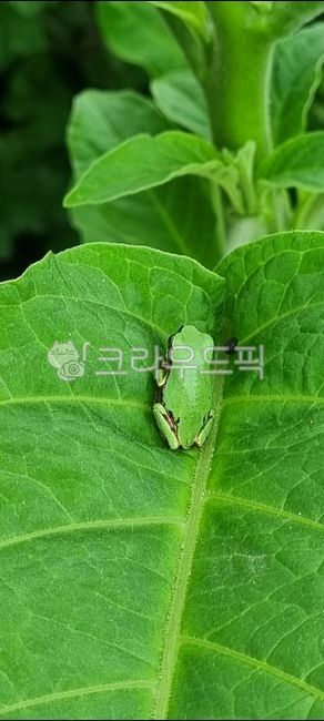 animal,동물,개구리,청개구리,식물,잎사귀,초록,양서류