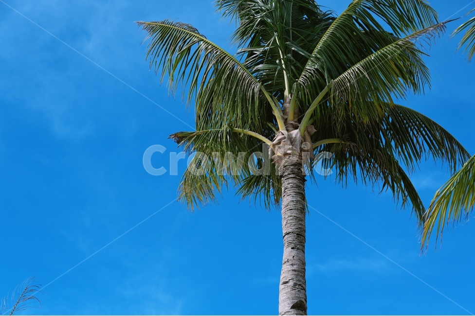 야자수,하늘,보라카이,palmtree,나무,해변