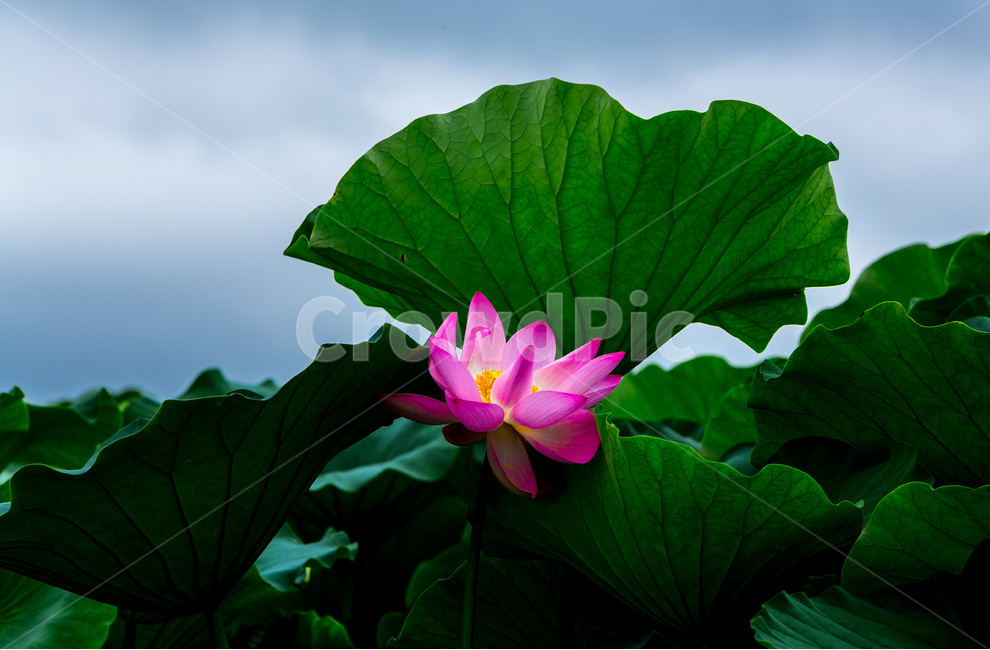 연꽃,연잎,문양,무늬,수줍음,자연,관곡지,식물,자연,plants,nature,꽃,flower