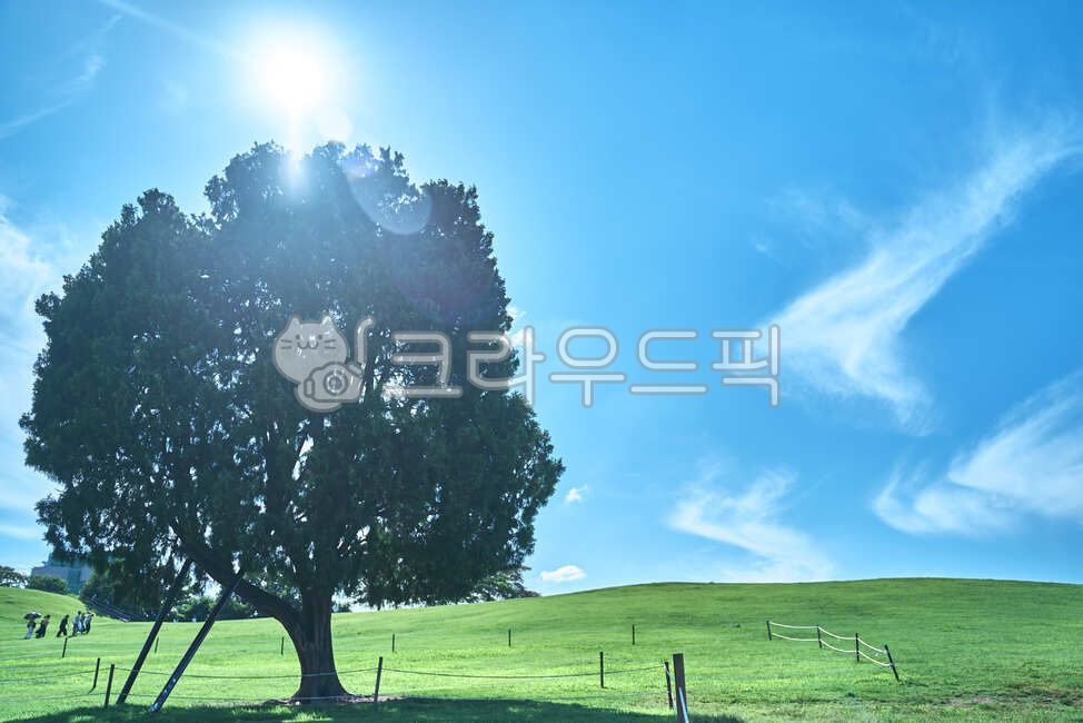 blue undun,olympic park,nature,tree,summer,grassland,hill,cypress tree,grass field,field,outdoors,alone tree,grass,plant,garden,lawn,meadow