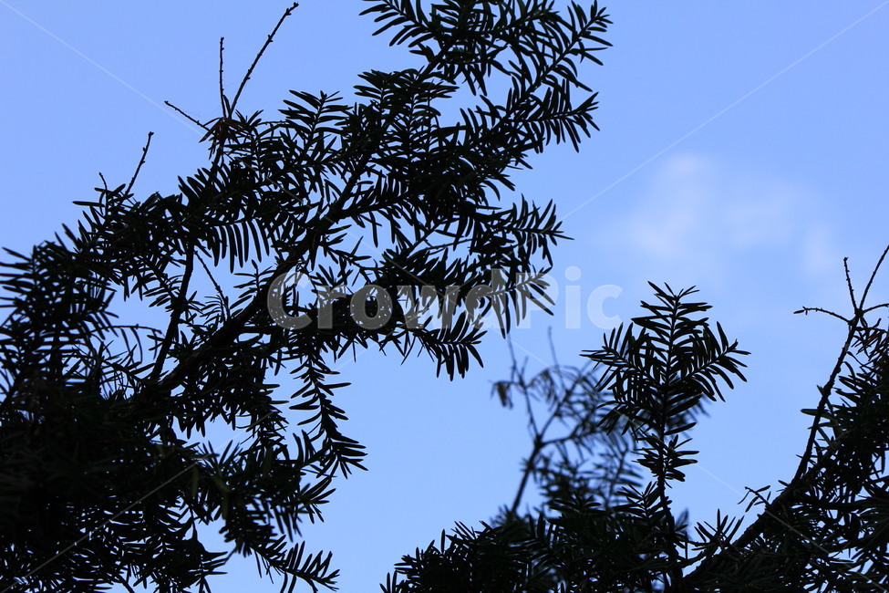 나무,tree,하늘,구름,풍경,식물,식물,자연,plants,nature,나무,trees,wood