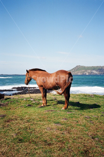 제주도,말,풍경,색감,자연,동물,바다,하늘,jeju,제주도,jeju,jeju island,동물,animal,포유류,mammal,horse