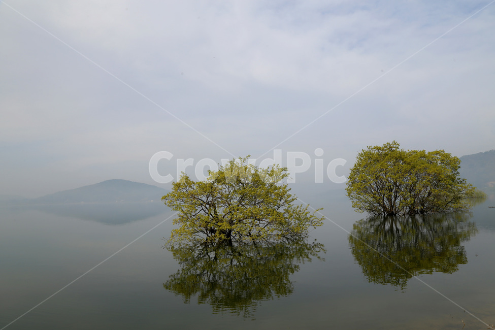 풍경,논산,탑정호,안개,봄,논산탑정호,자연,풍경,nature,landscape,한국자연풍경,한국자연경관,korea nature landscape,식물,plants,나무,trees,wood,plant,tree,water,물