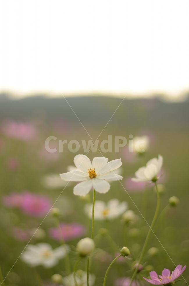 코스모스,가을,꽃,꽃사진,식물,자연,계절,fall,autumn,season,plants,nature,flower,가을,계절,fall,autumn,season,식물,자연,plants,nature,꽃,flower,plant,blossom,anemone,아네모네,geranium,제라늄