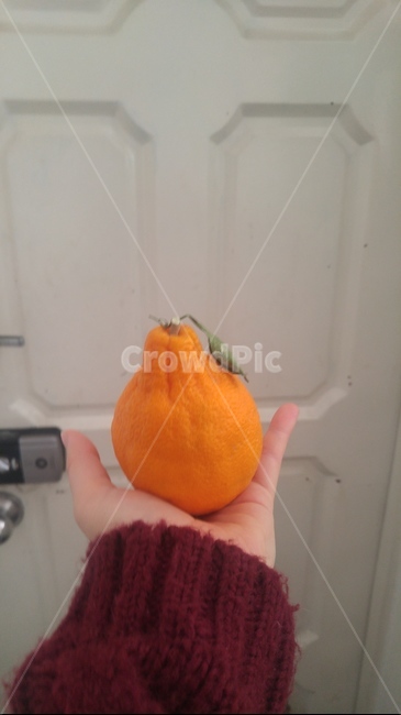 한라봉,감귤류과일,과일,fruit,citrusfruit