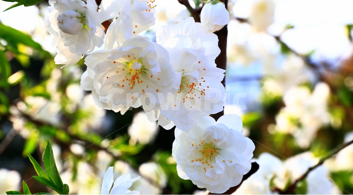 꽃,봄,두물머리,아침,남한강,식물,자연,plants,nature,꽃,flower