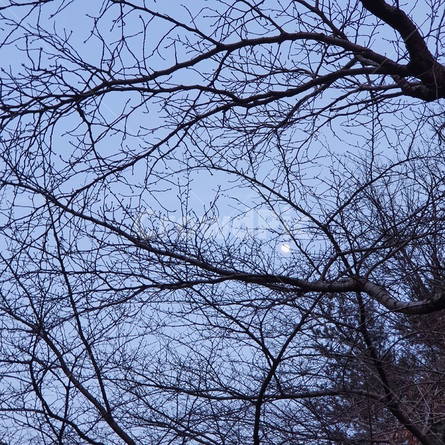 나무,나뭇가지,하늘,자연,목재,식물,nature,tree