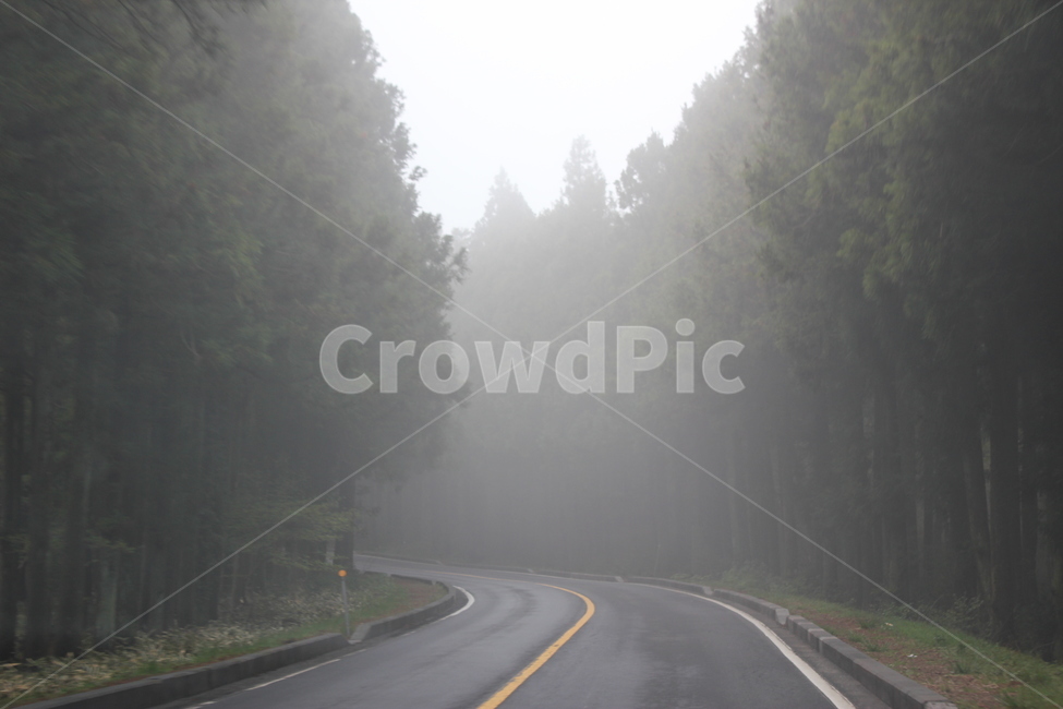 안개,숲터널,숲길,안개낀길,제주도,자연,풍경,nature,landscape,road,도로,weather,날씨,outdoors,옥외