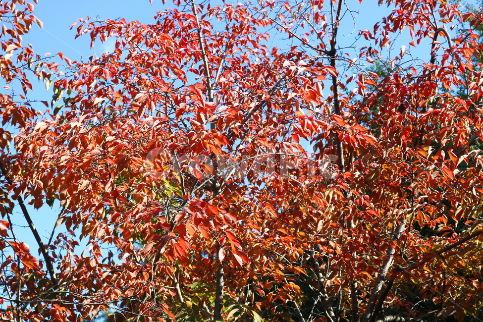 나무,단풍,식물,자연,풍경,가을,하늘,벚나무,가을,계절,fall,autumn,season,식물,자연,plants,nature,나무,trees,wood,tree,plant,leaf,잎,maple