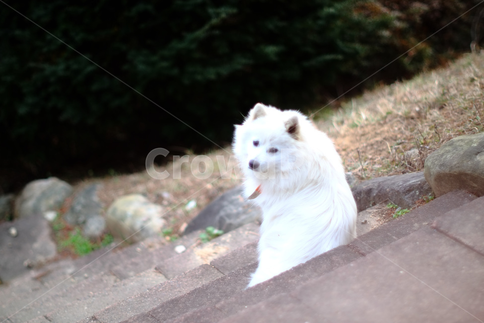 강아지,털복숭이,귀여움,하얀색,개,동물,animal,포유류,mammal,개,강아지,dog,doggy