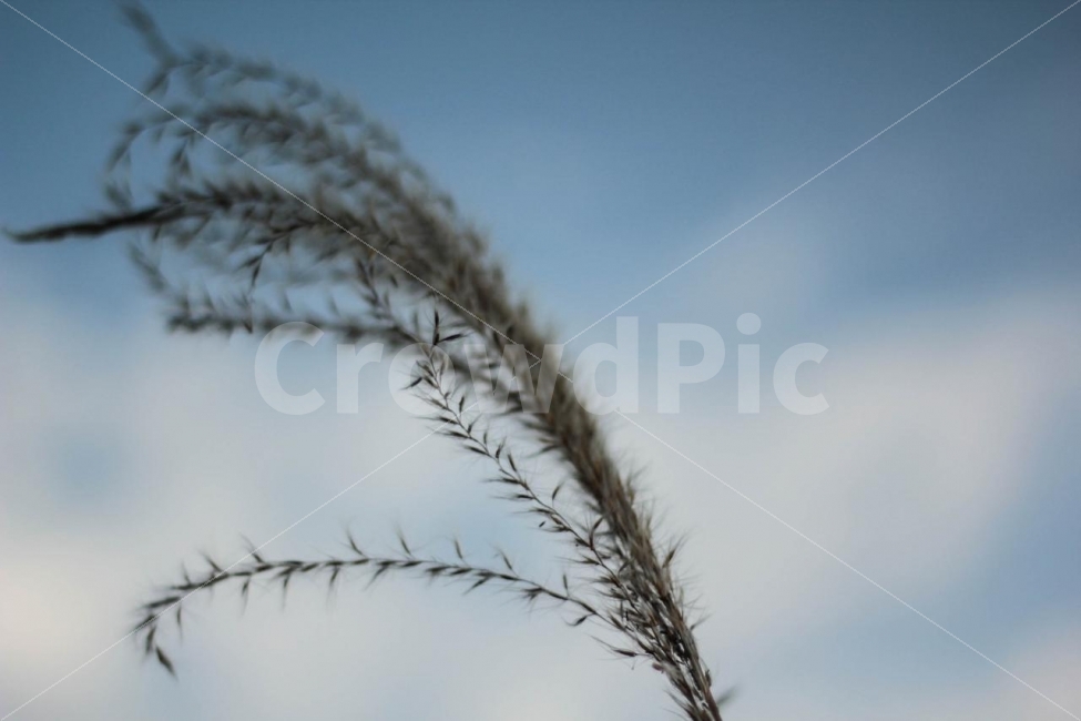 갈대,하늘,하나,중,예쁨,가을,계절,fall,autumn,season,식물,자연,plants,nature,감성,sensible,feeling,grass,잔디,plant,lawn,reed,bird,새,animal,동물