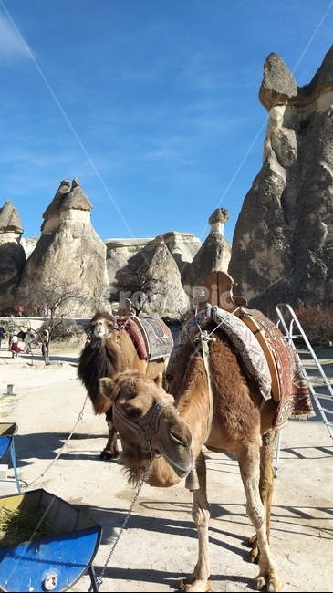 낙타,camel,cappadocia,turkey,터키,카파도끼아,동물,animal,포유류,mammal