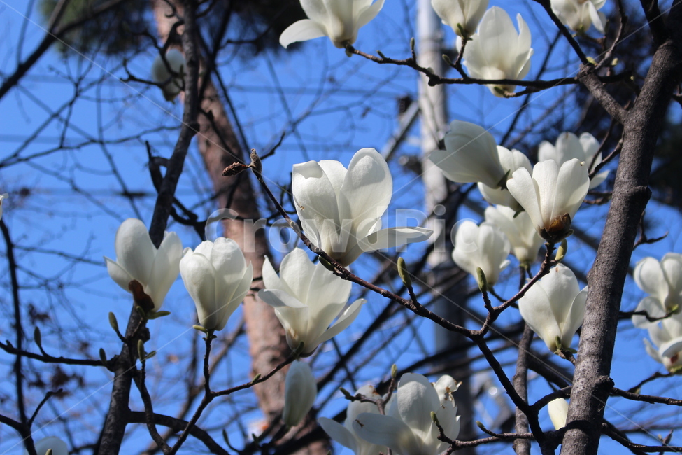 plant,식물,blossom,꽃,flower,목련,magnolia