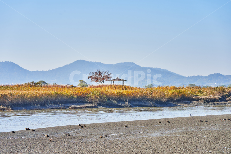 순천만습지,갈대,가을,자연,풍경,순천,순천만,갈대밭,습지,가을,계절,fall,autumn,season,자연,풍경,nature,landscape,한국자연풍경,한국자연경관,korea nature landscape,gravel,자갈,road,도로,dirt road,흙길,outdoors,옥외