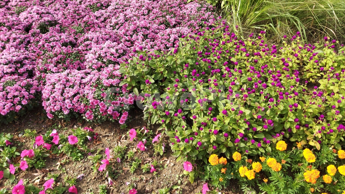 산책길,꽃,꽃밭,flowers,flowergarden,walkway,walkingpath,식물,자연,plants,nature,꽃,flower