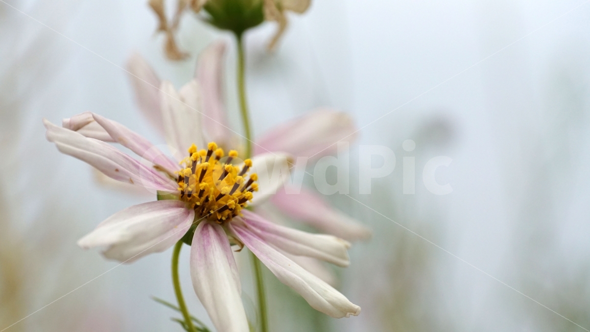 씀바귀,꽃,자연,식물,풀,플라워,flower,nature,감성,감성사진,스냅,스냅사진,snap,snapshot,풍경,landscape,꽃사진,접사,macro,봄,spring,계절,season,한국자연,korea,식물,자연,plants,nature,꽃,flower