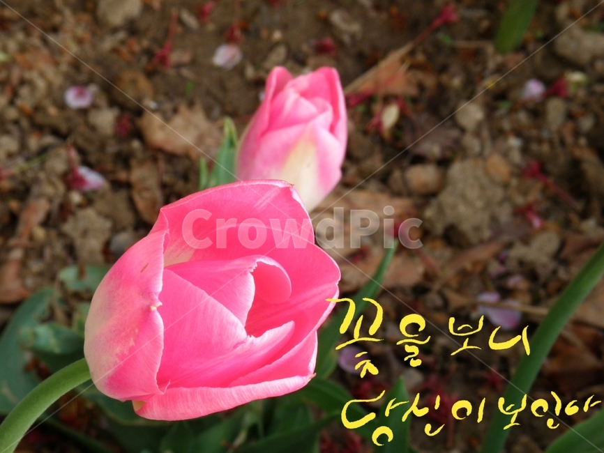 캘리그라피,튤립,손글씨,꽃,당신,식물
