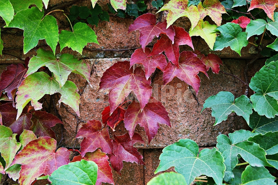 단풍,붉은색,색감,색깔,식물,자연,넝쿨식물,잎,가을,계절,fall,autumn,season,식물,자연,plants,nature,plant,leaf,tree,나무