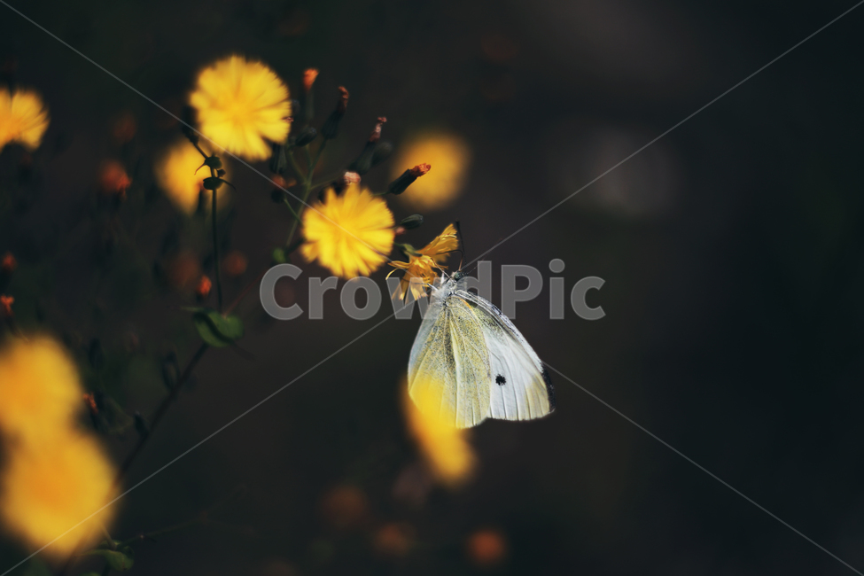나비,꽃,배추흰나비,자연,노란꽃,식물,자연,plants,nature,꽃,flower,동물,animal,곤충,벌레,insect,bug,감성,sensible,feeling