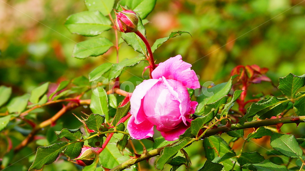장미,장미꽃,로즈,플라워,꽃,생화,분홍,식물,자연,plants,nature,꽃,flower