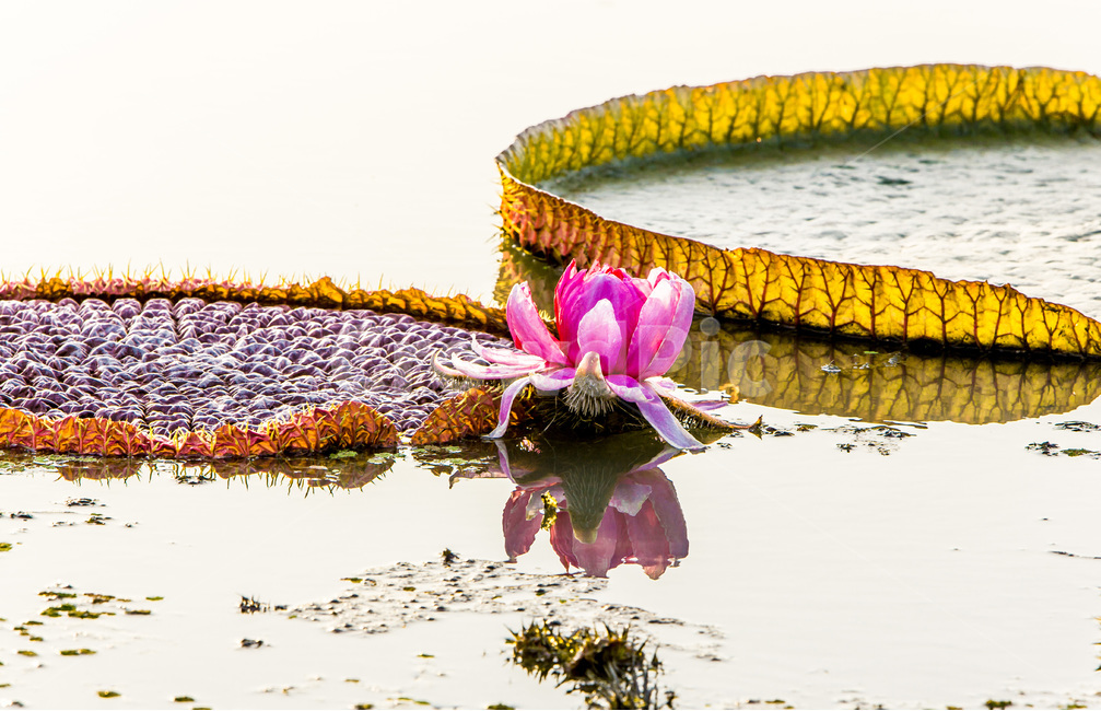 빅토리아연꽃,반영,문양,무늬,연못,식물,자연,plants,nature,꽃,flower