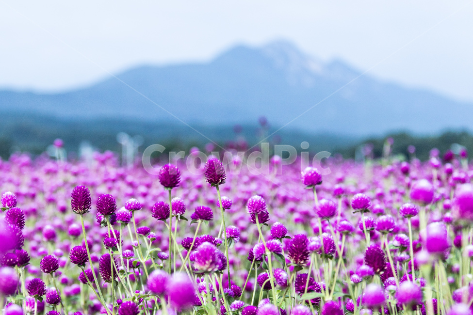 식물,꽃,분홍,천일홍,자연,자연,풍경,nature,landscape,식물,plants,꽃,flower,plant