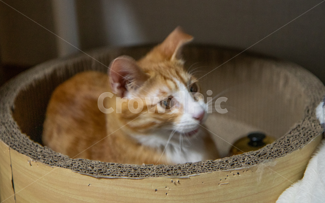 surprised cat,cheese cat,Korean Shorthair,cat,nose short,Cheese tabby