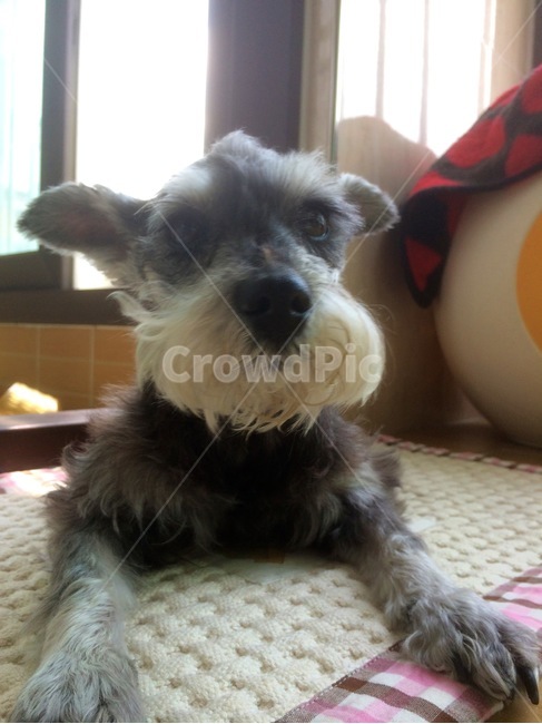 schnauzer,Shuna,puppy,Miniature Schnauzer,dog,mustache