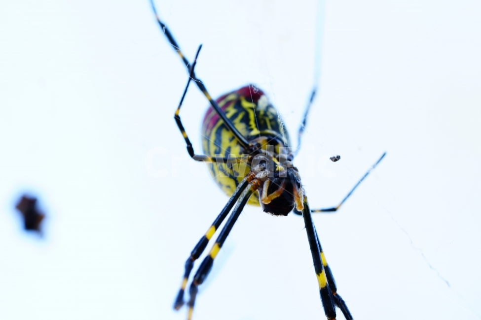 거미,곤충,벌레,스파이더,spider,insect,bug,거미줄,cobweb,web,spiderweb,함정,그물,그물망,자연,nature,풍경,landscape,동물,animal,접사,마크로,macro,클로즈업,closeup,가을,autumn,fall,season,계절,10월,october,사냥,사냥꾼,헌터,hunter,먹이,동물,animal,곤충,벌레,insect,bug