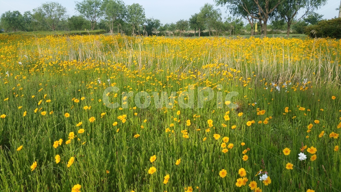 봄날,노란꽃,꽃밭,산책길,갈대와꽃,봄,계절,spring,season,자연,풍경,nature,landscape,식물,plants,꽃,flower,outdoors,옥외,grassland,목초지,field,들,plant,rural,농촌,farm,농장,meadow