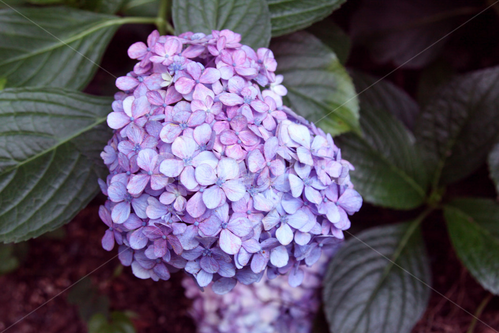 plant,식물,flower,꽃,blossom,식물,자연,plants,nature,꽃,flower