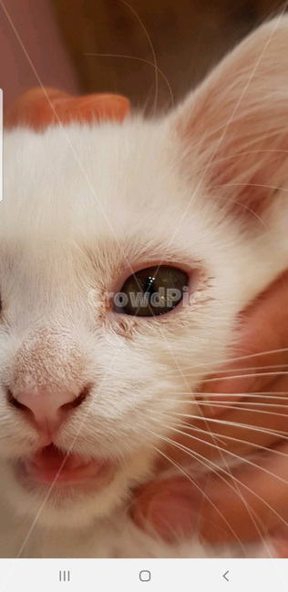 고양이,아기고양이,애기고양이,고양이얼굴,고양이코