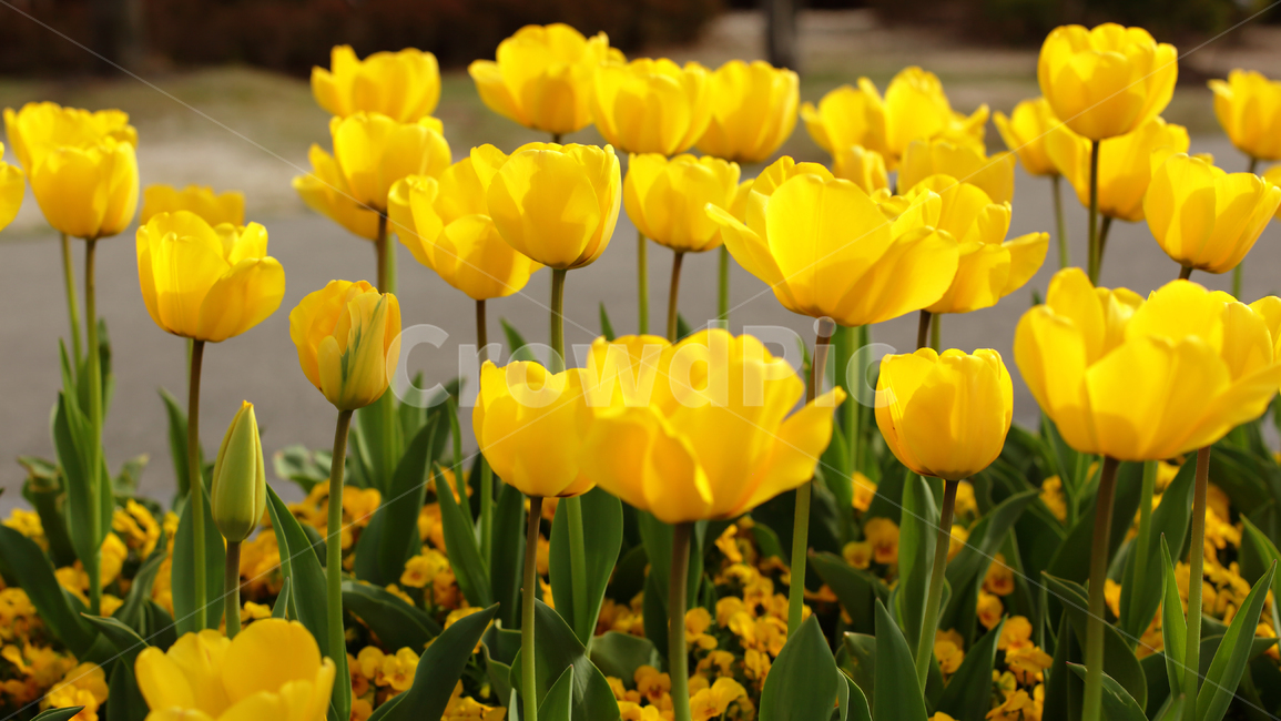 plant,튤립,꽃,식물,노랑,봄,식물,자연,plants,nature,꽃,flower