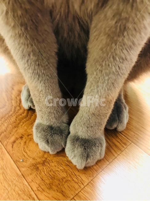 고양이,발,냥이,집사,동물,회색