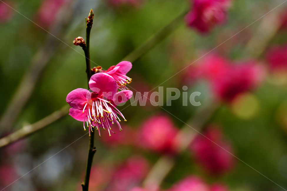홍매화,한국자연,꽃,꽃사진,플라워,flower,봄,봄꽃,spring,식물,plants,자연,nature,풍경,landscape,계절,season,snap,스냅,접사,macro,closeup,클로즈업,감성사진,감성,힐링,healing,느낌,feel,feeling,꽃밭,화단,나무,나뭇가지,tree,꽃봉오리,4월,April,봄,계절,spring,season,식물,자연,plants,nature,꽃,flower,plant,blossom,geranium,제라늄