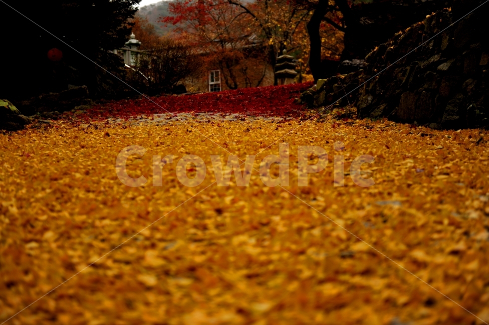 가을,단풍,은행잎,아름다운길,낙엽,가을,계절,fall,autumn,season,자연,풍경,nature,landscape,한국자연풍경,한국자연경관,korea nature landscape,ground,바닥,plant,식물,tree,나무